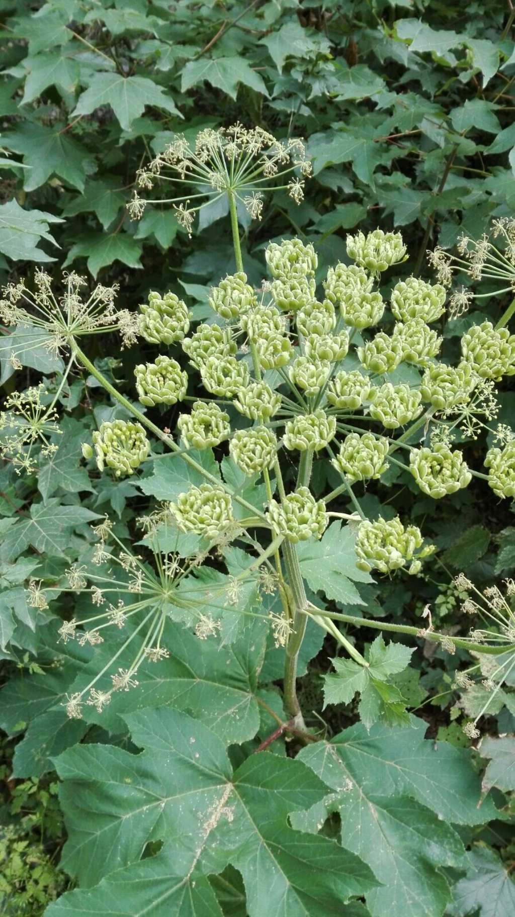 Heracleum sphondylium (Apiaceae)